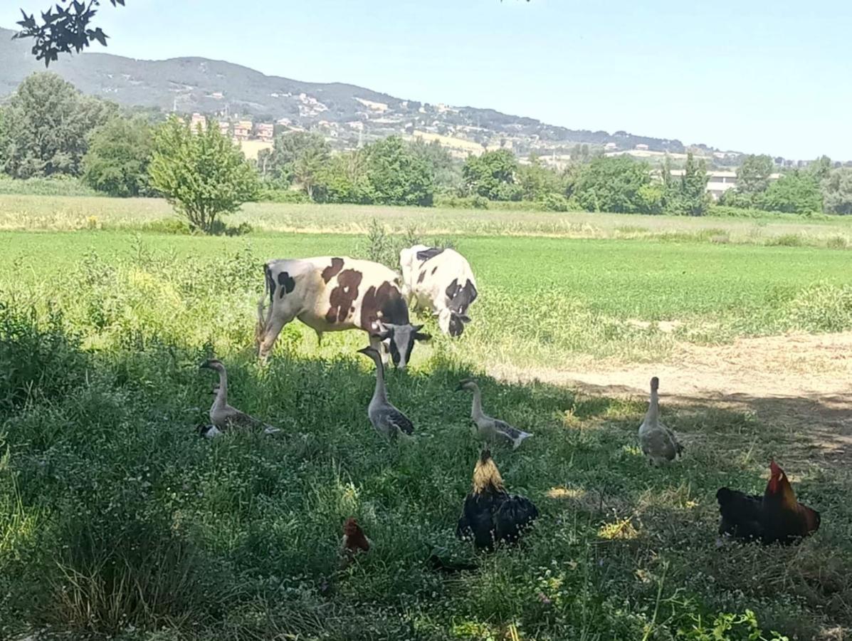 Agriturismo Tenuta Filippi Narni Kültér fotó